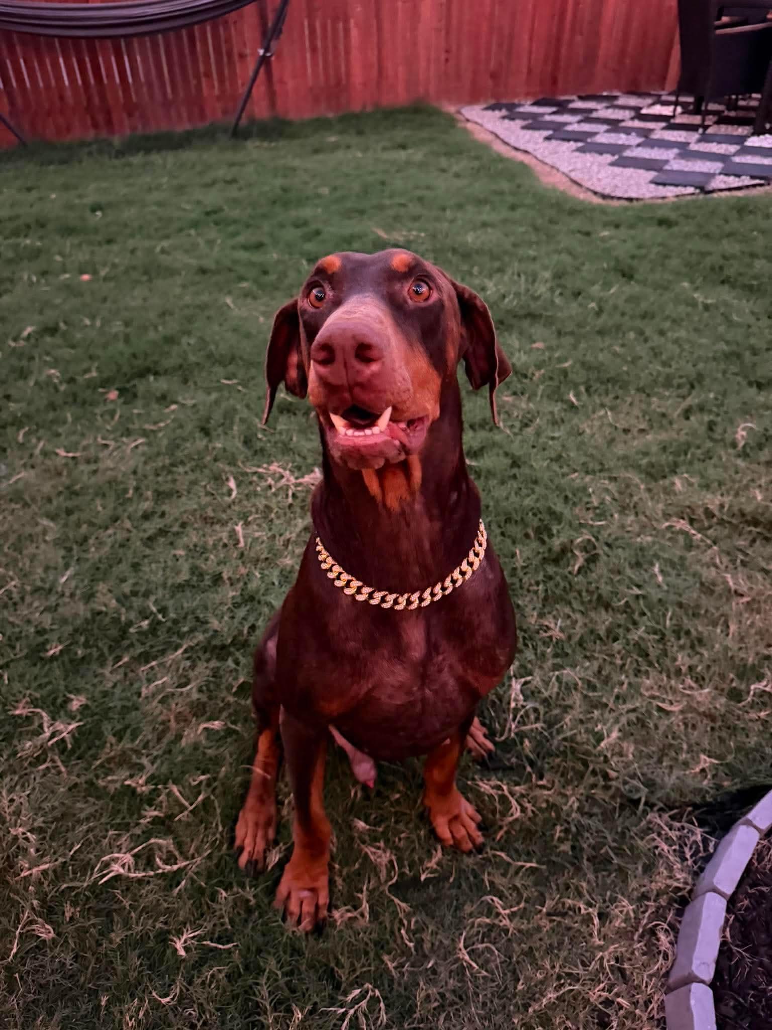 Enlarge Bronx, a Adopted Doberman Pinscher in Forney, TX image 3/4