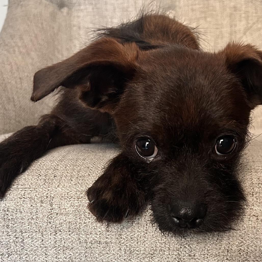 Bambino, Adoptable, Young Male Terrier.