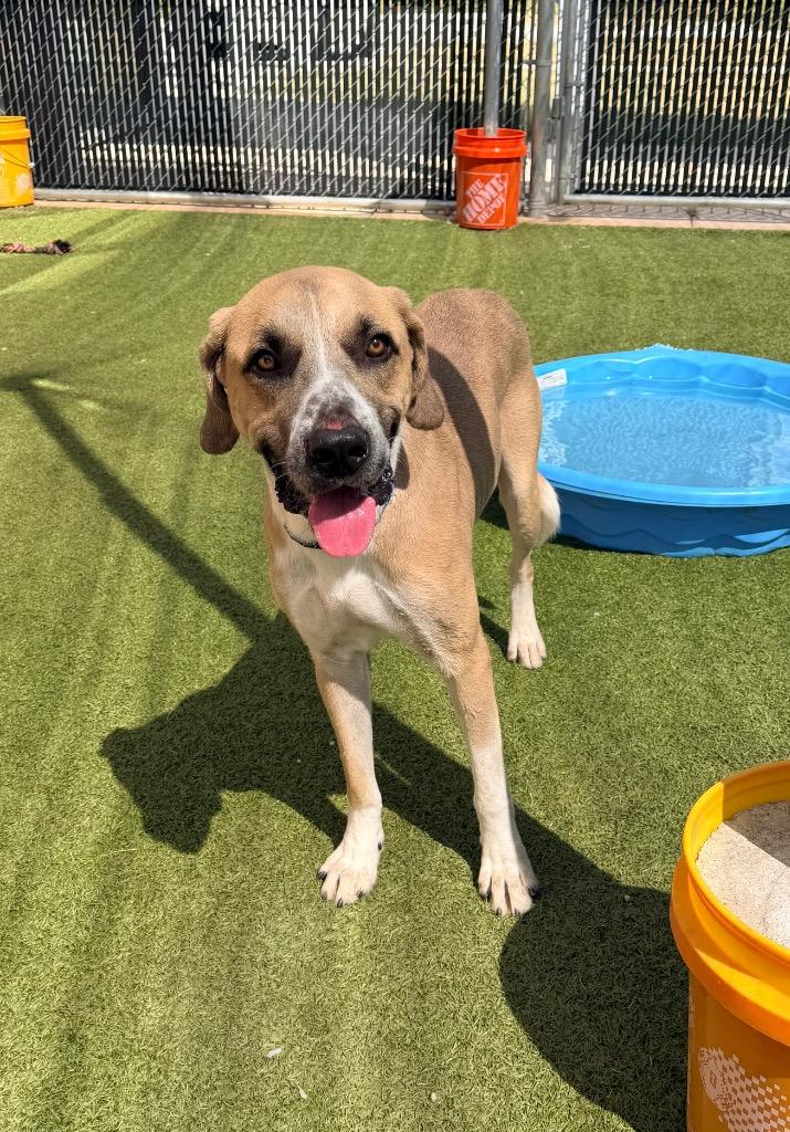 Enlarge Dexter, a Adoptable mixed breed in Newcastle, OK image 1/1