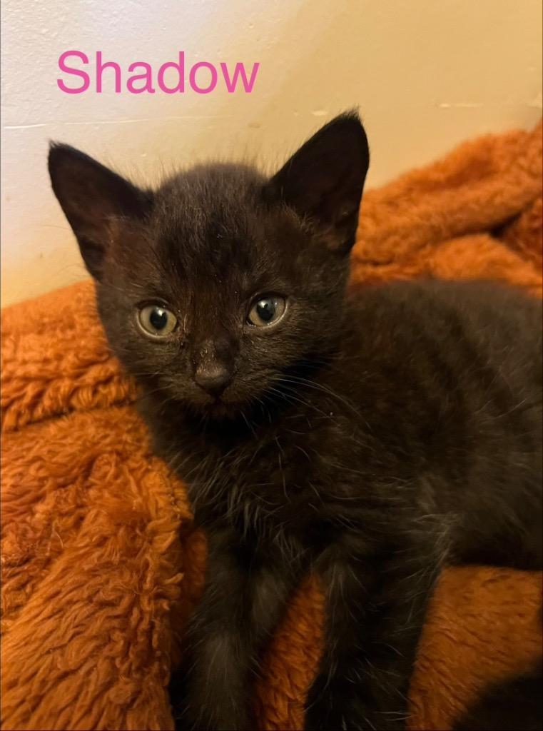 Shadow, Adoptable, Kitten Female Domestic Short Hair.