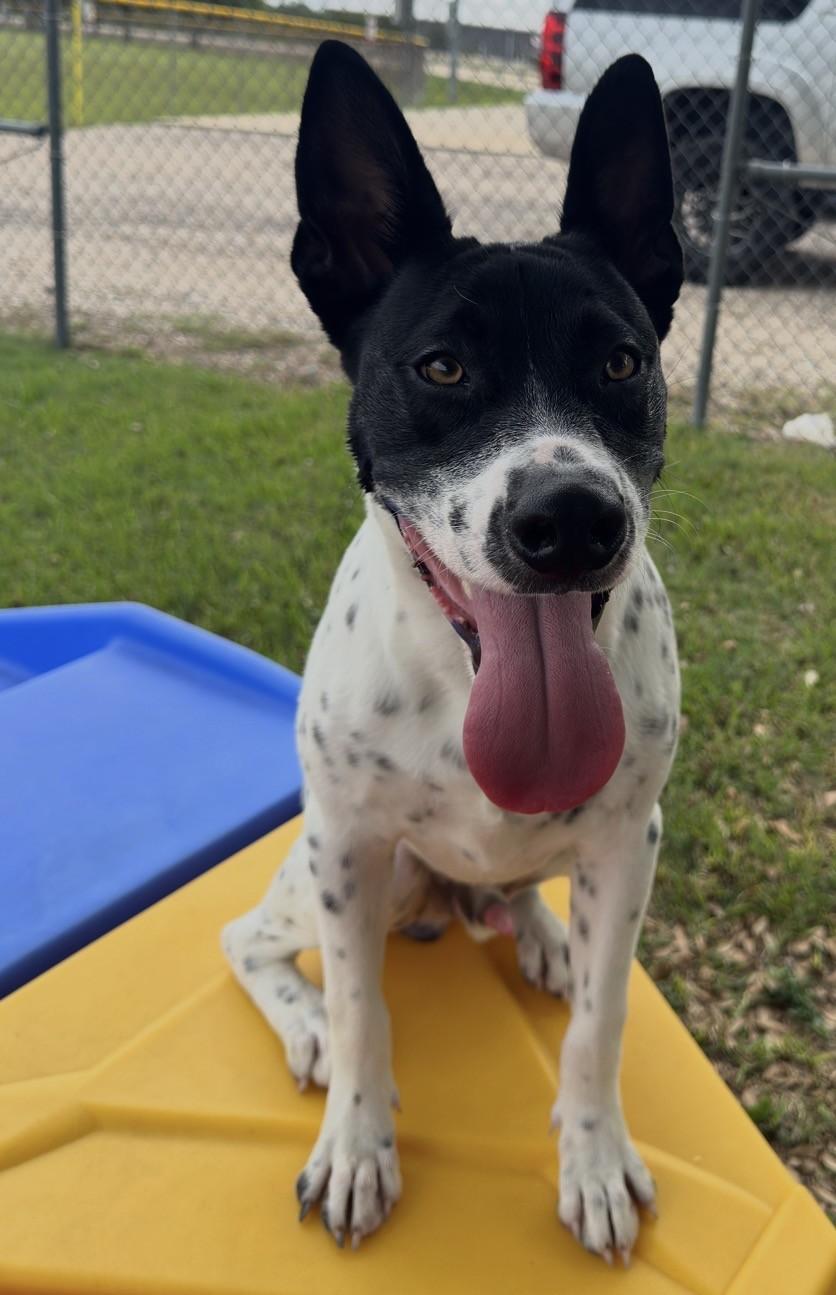 Enlarge Snoopy, a Adopted mixed breed in Friendswood, TX image 3/3