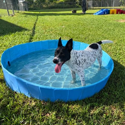 Enlarge Snoopy, a Adopted mixed breed in Friendswood, TX image 1/3