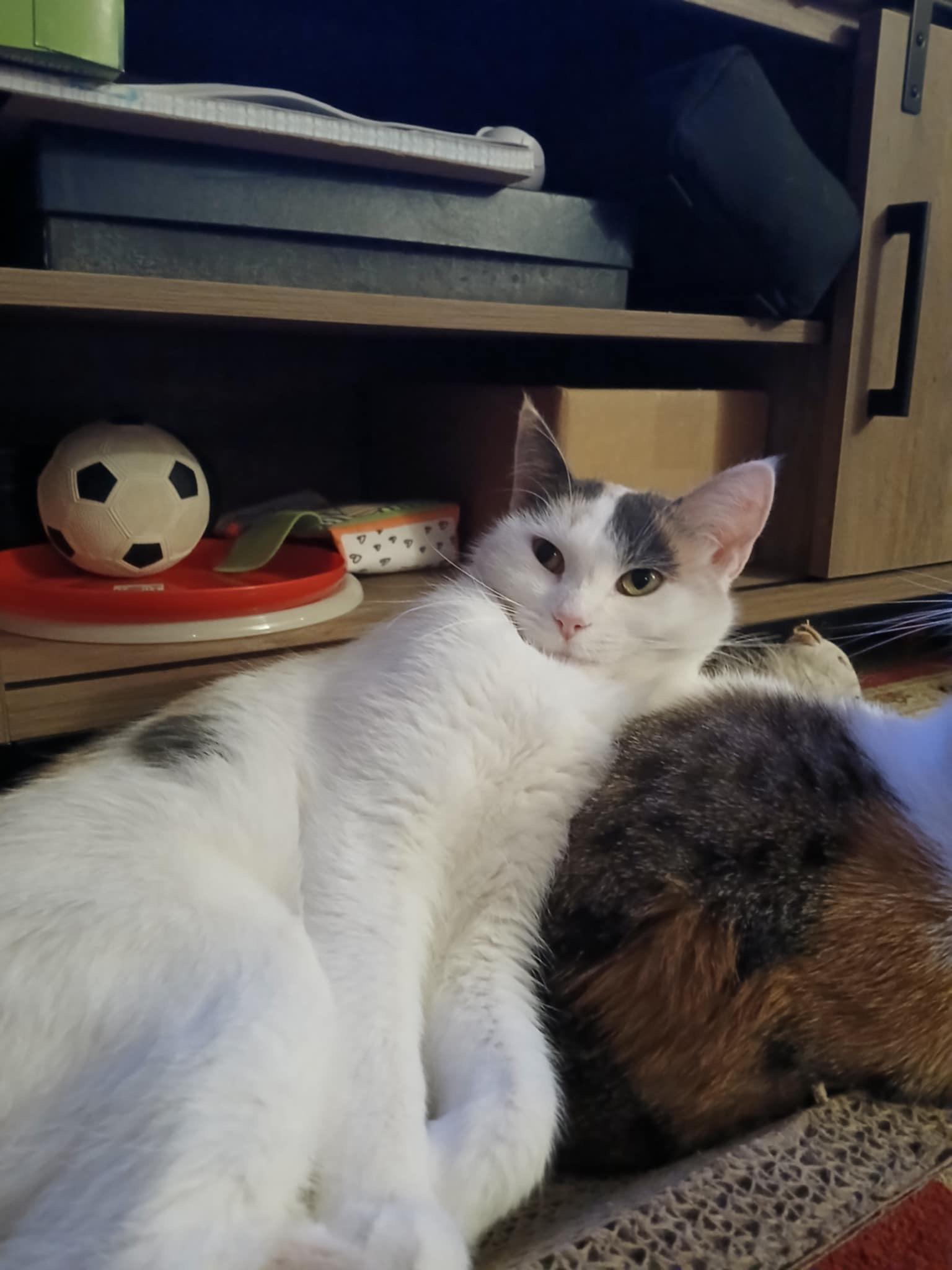 Minnie, an adoptable Domestic Short Hair in Stoughton, WI, 53589 | Photo Image 3