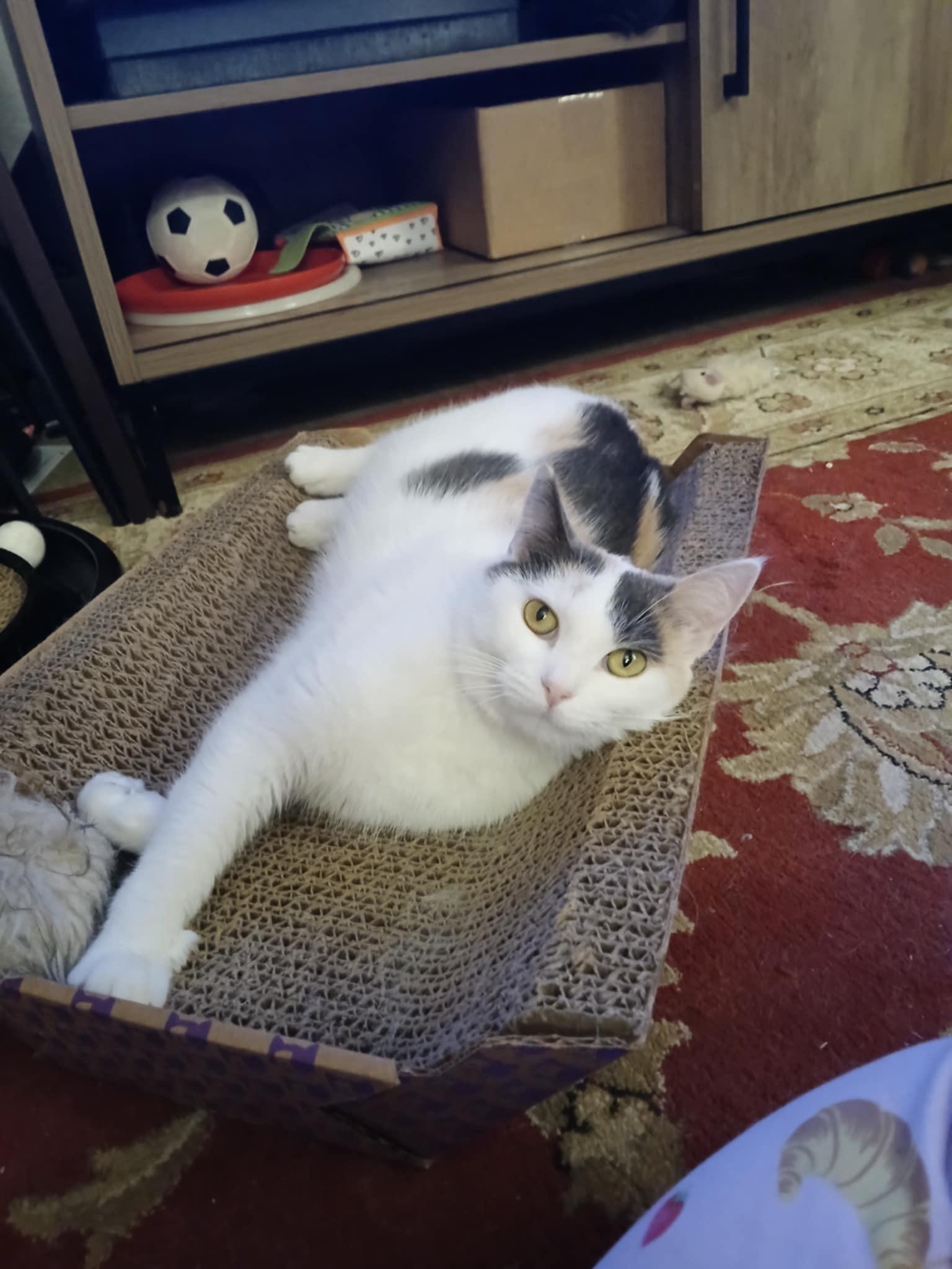 Minnie, an adoptable Domestic Short Hair in Stoughton, WI, 53589 | Photo Image 1