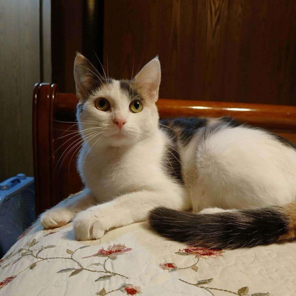 Minnie, an adoptable Domestic Short Hair in Stoughton, WI, 53589 | Photo Image 2