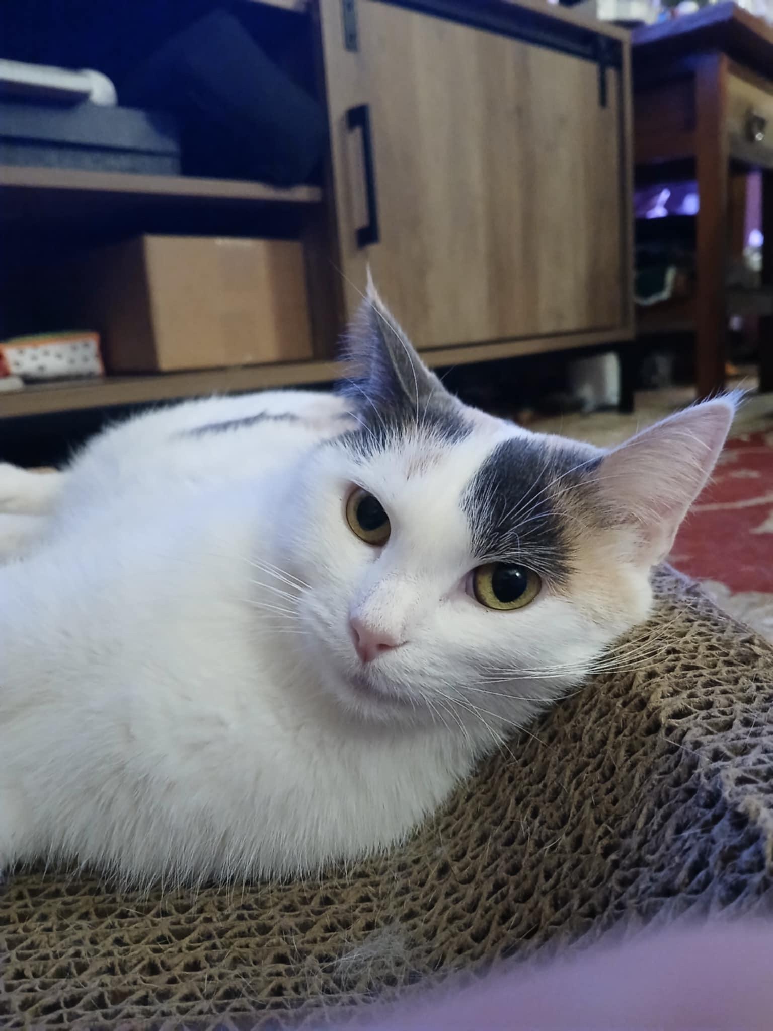 Minnie, an adoptable Domestic Short Hair in Stoughton, WI, 53589 | Photo Image 5
