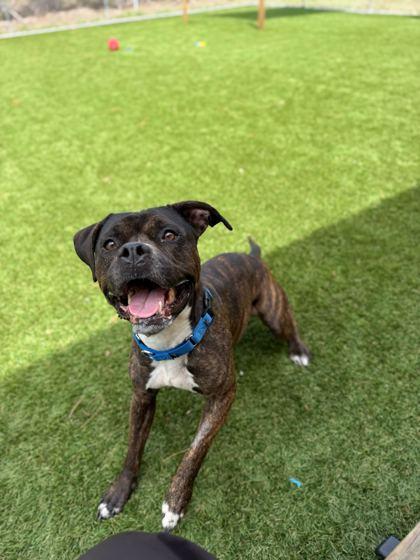 Cherry Limeade - 3, a Adoptable mixed breed in Daytona Beach, FL image 1/3