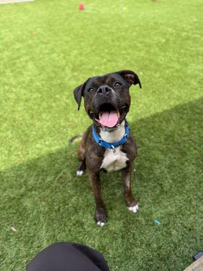 Cherry Limeade - 3, a Adoptable mixed breed in Daytona Beach, FL image 2/3