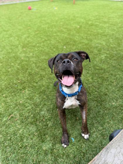 Cherry Limeade - 3, a Adoptable mixed breed in Daytona Beach, FL image 3/3