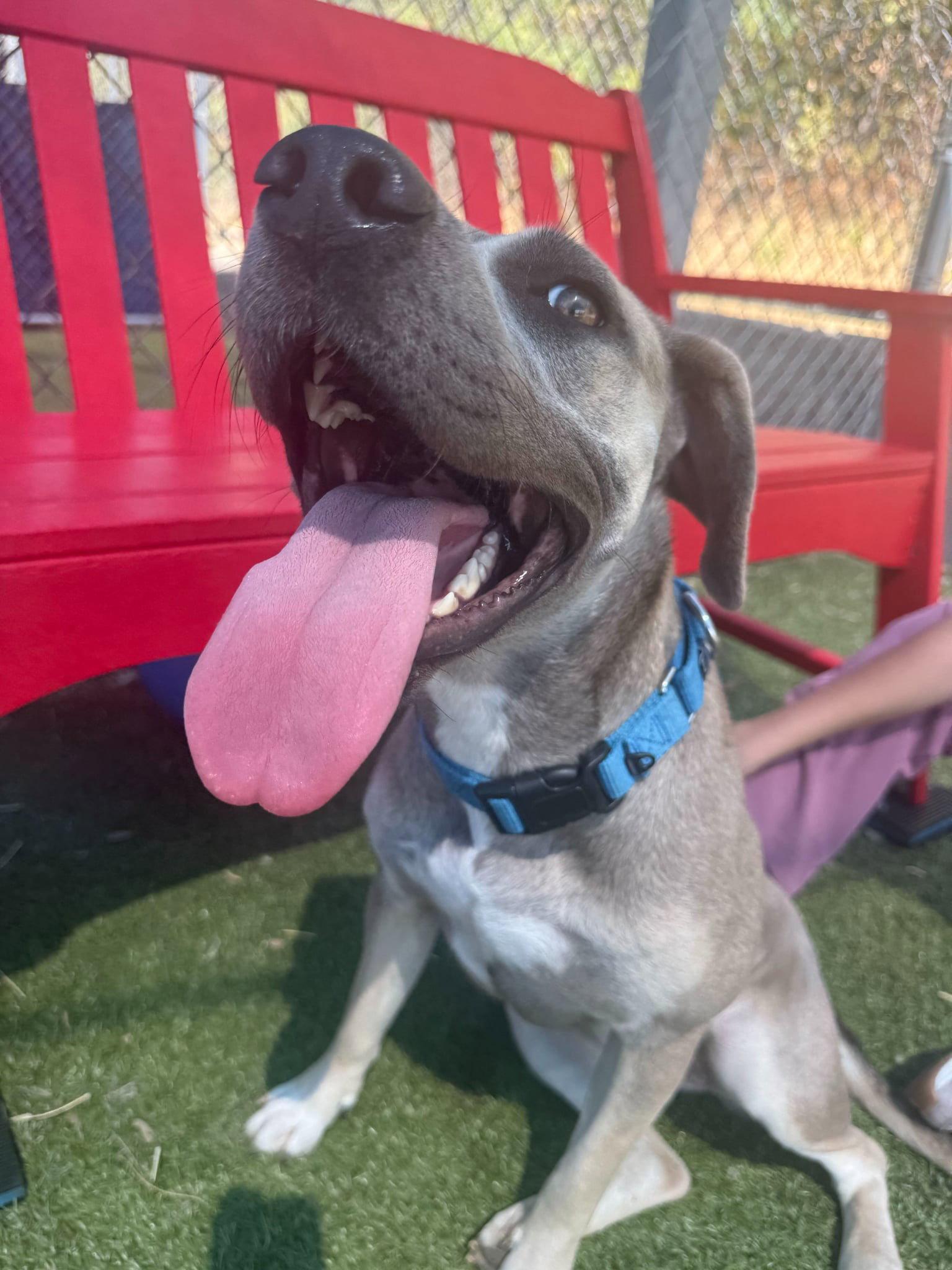 Frannie, Adopted, Young Female Terrier & Labrador Retriever.