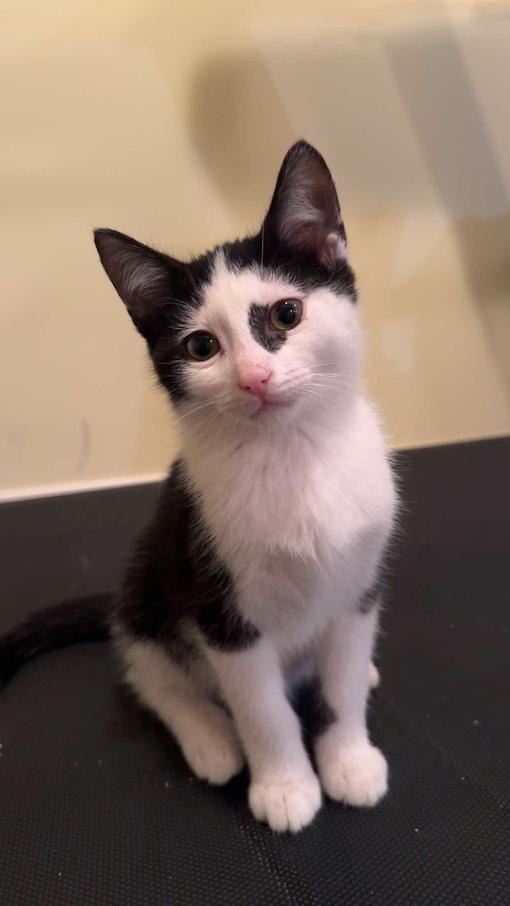 Cosmo, Adopted, Young Female Domestic Short Hair.