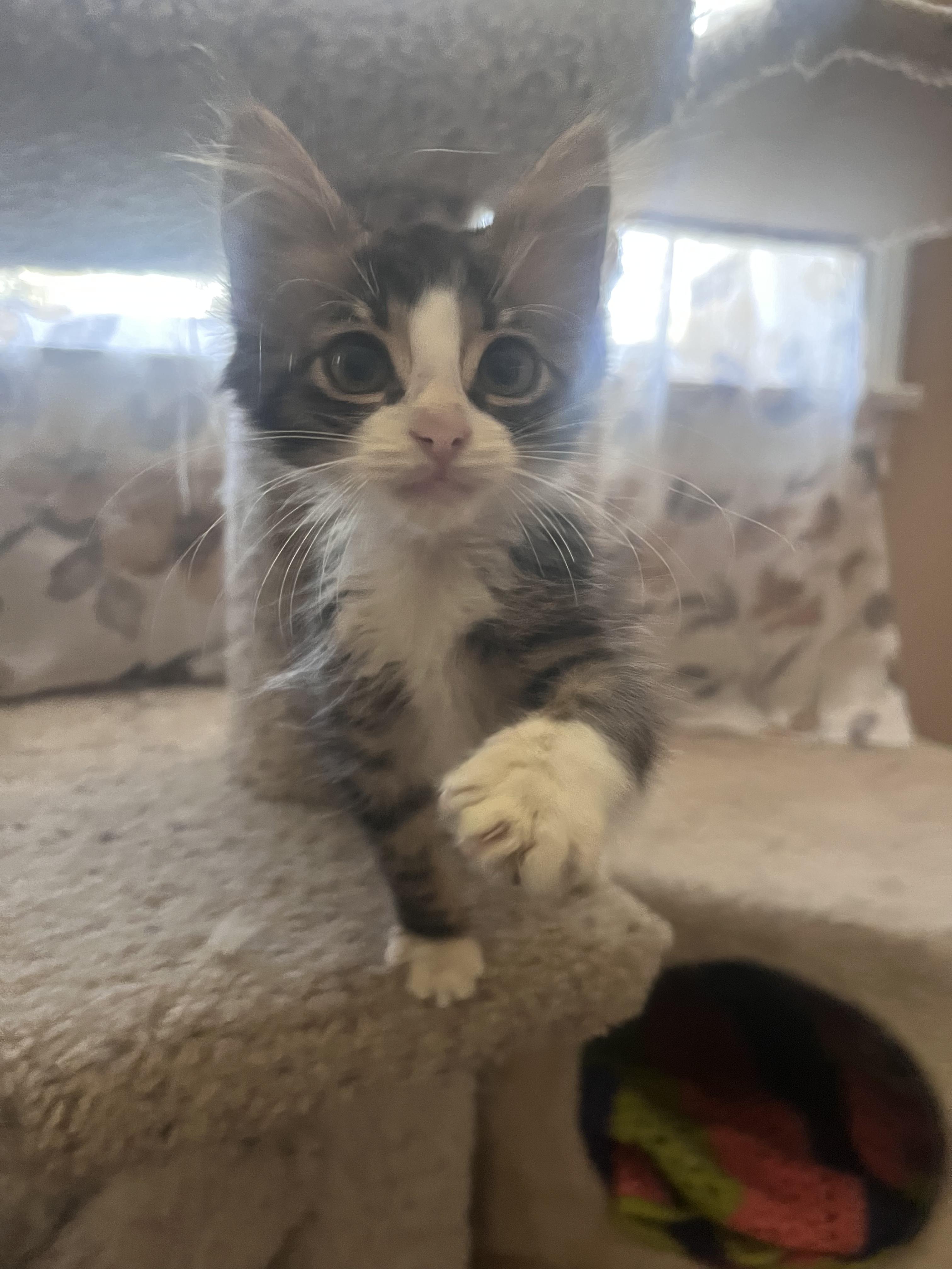 Duckie, adopted, Young Male Domestic Medium Hair.