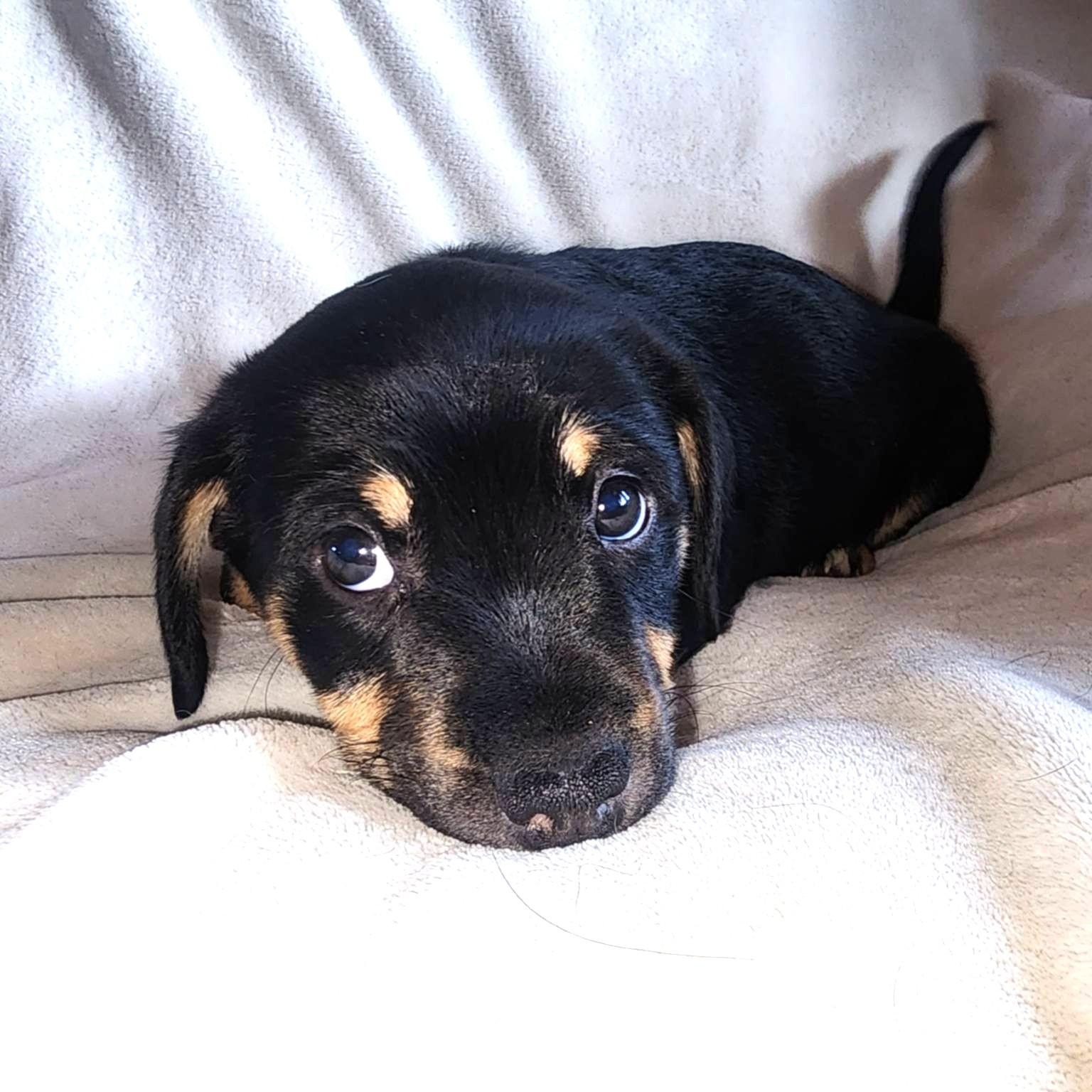 Ridge, Adoptable, Puppy Male Dachshund.