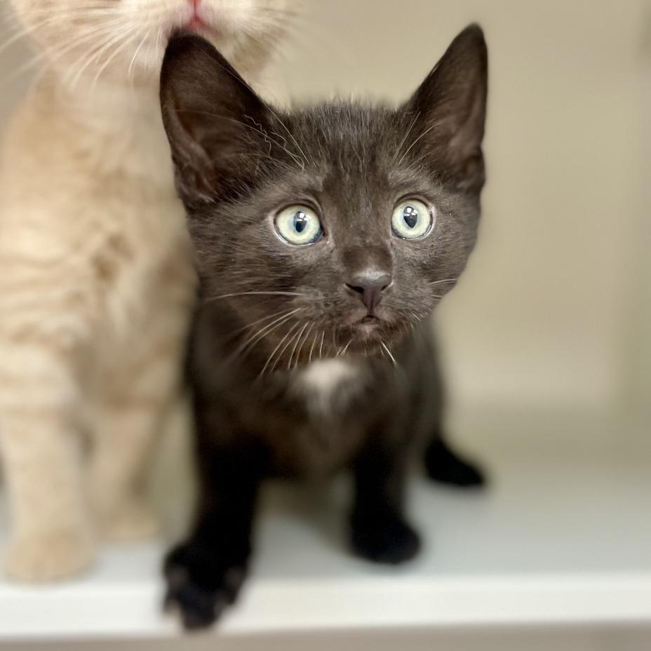 Enlarge Ernesto de la Cruz, a Adoptable Domestic Short Hair in Champaign, IL image 1/3