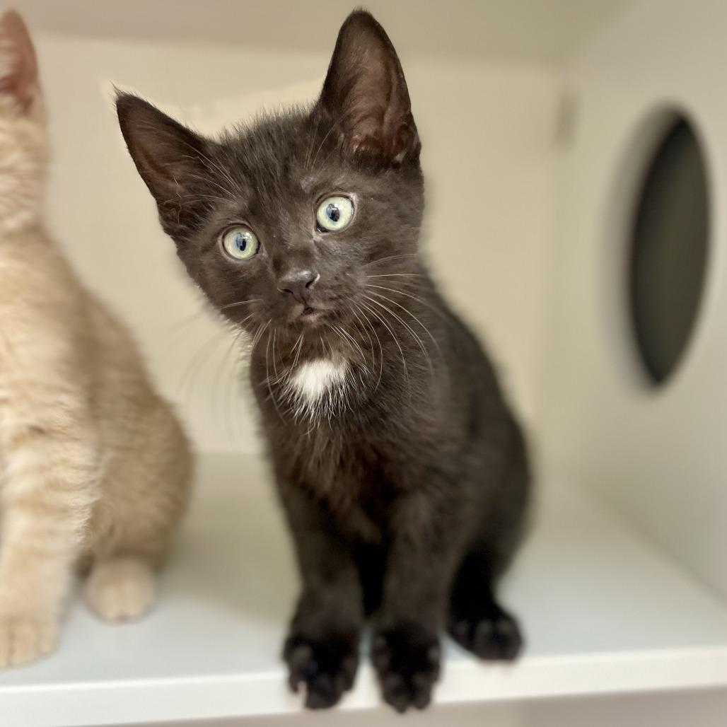 Enlarge Ernesto de la Cruz, a Adoptable Domestic Short Hair in Champaign, IL image 3/3