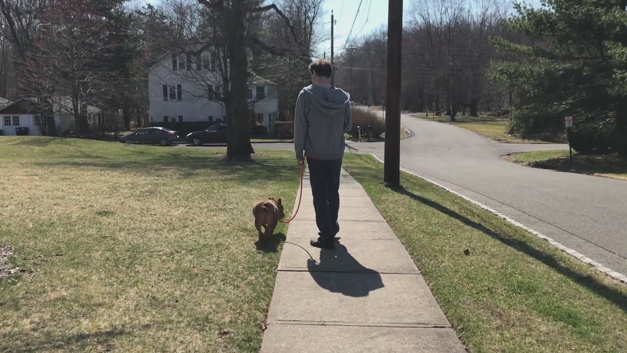 Enlarge Checkers, a Adopted mixed breed in Montclair, NJ video 6/11