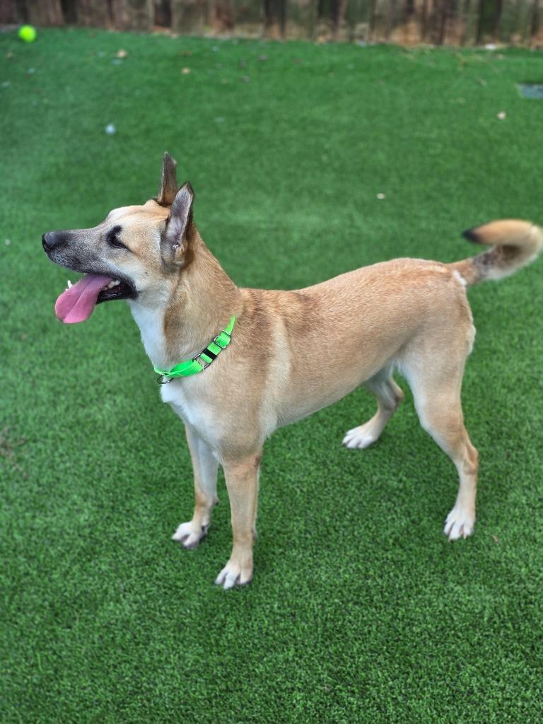 Enlarge Reba, a Adoptable mixed breed in Highland Village, TX image 1/2