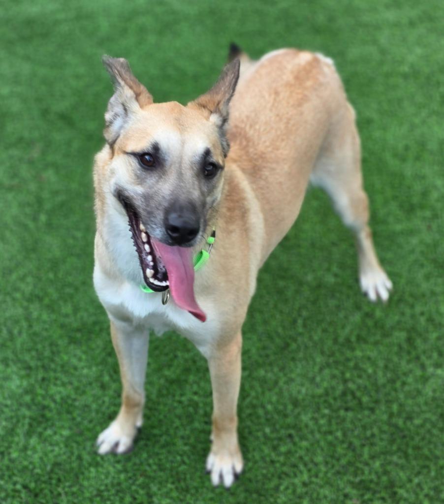 Enlarge Reba, a Adoptable mixed breed in Highland Village, TX image 2/2