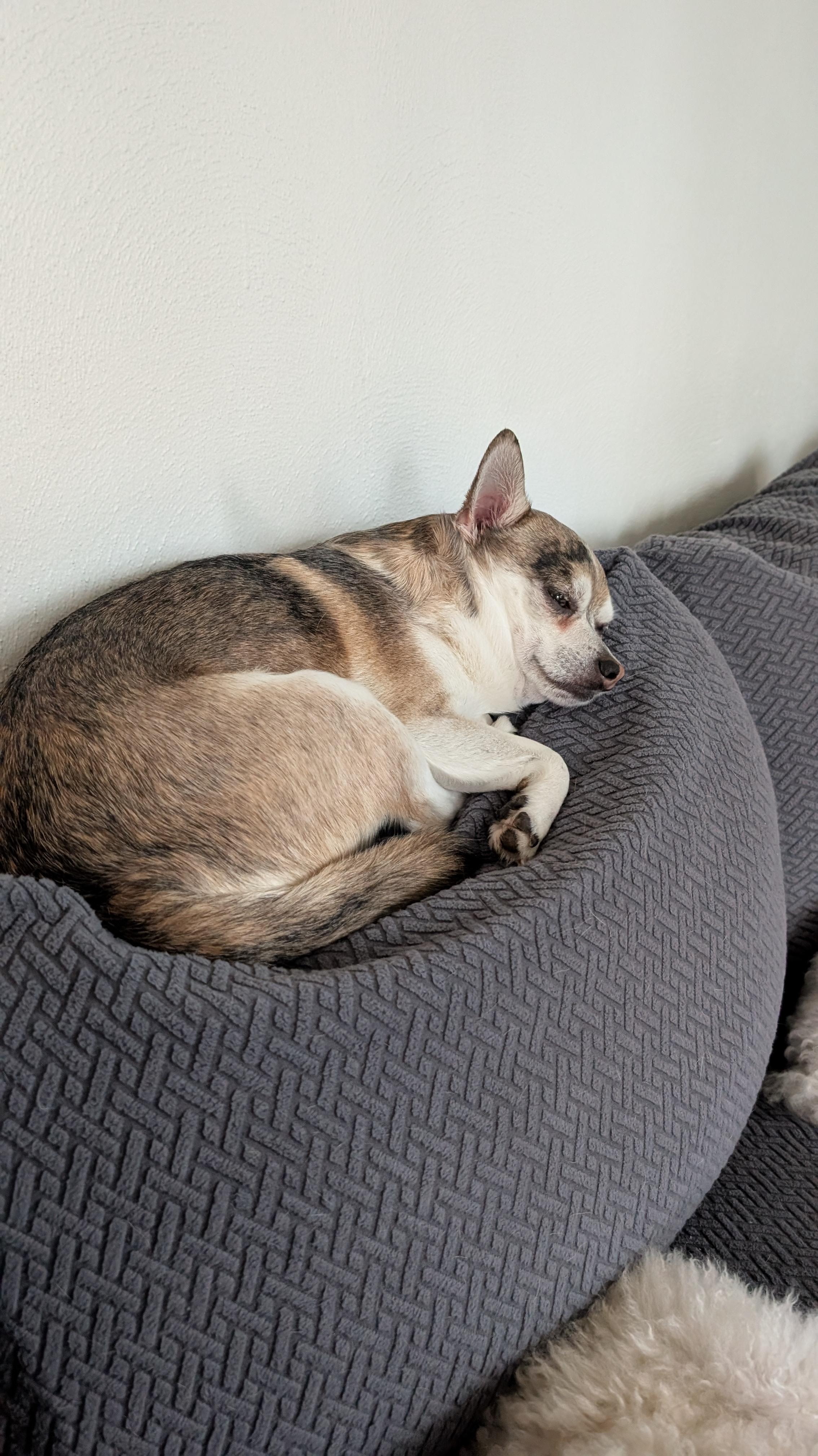 Enlarge Peppy , an adopted Chihuahua in Sturgis, MI image 5/6