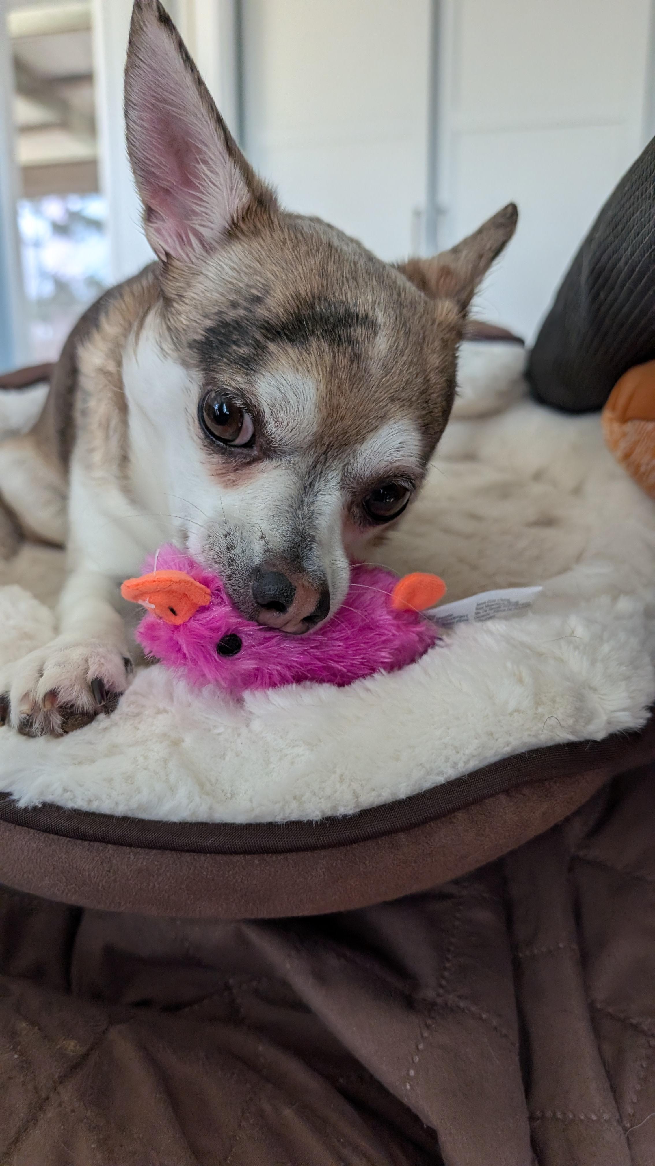 Enlarge Peppy , an adopted Chihuahua in Sturgis, MI image 6/6