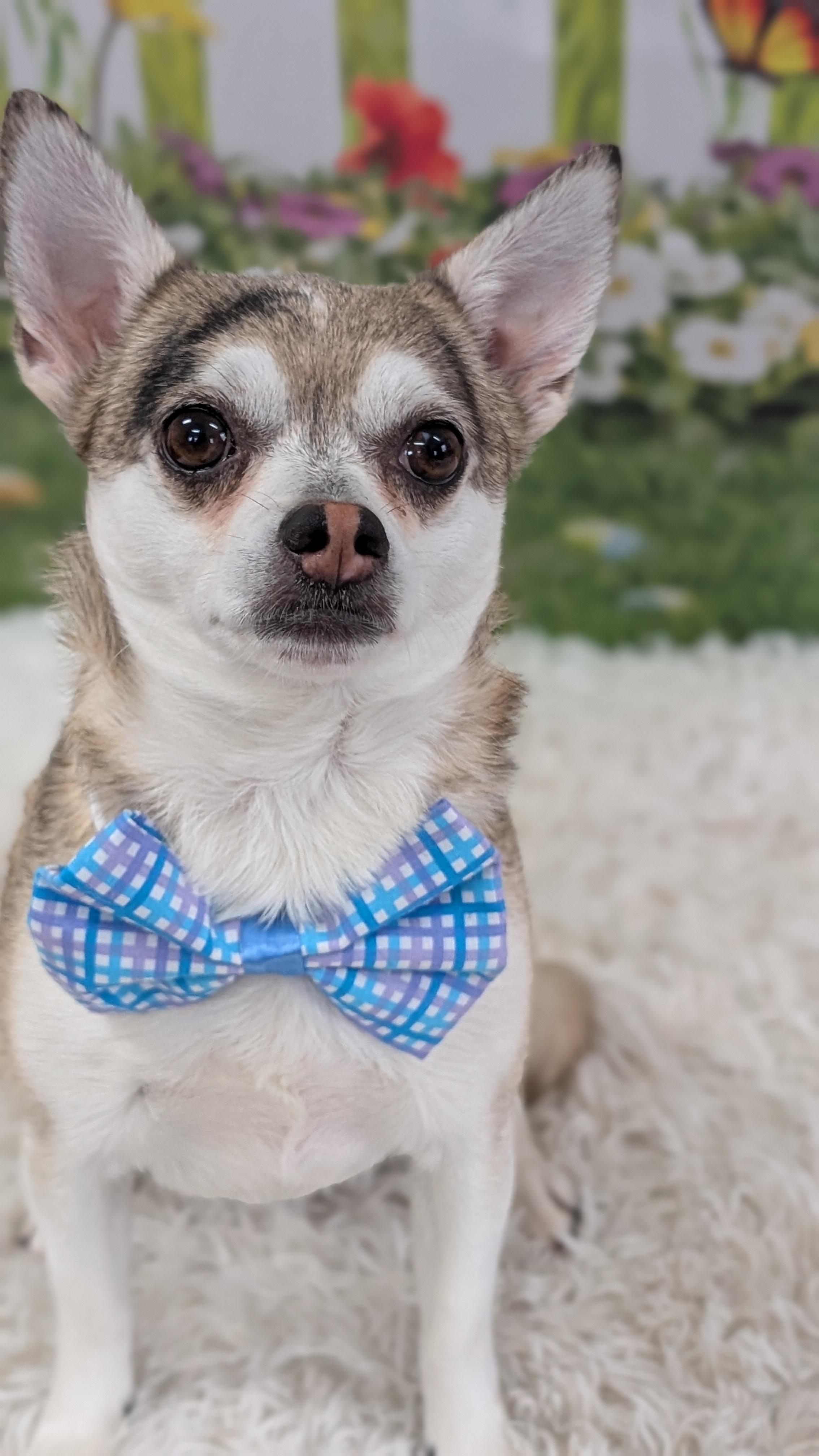 Peppy , adopted, Adult Male Chihuahua.