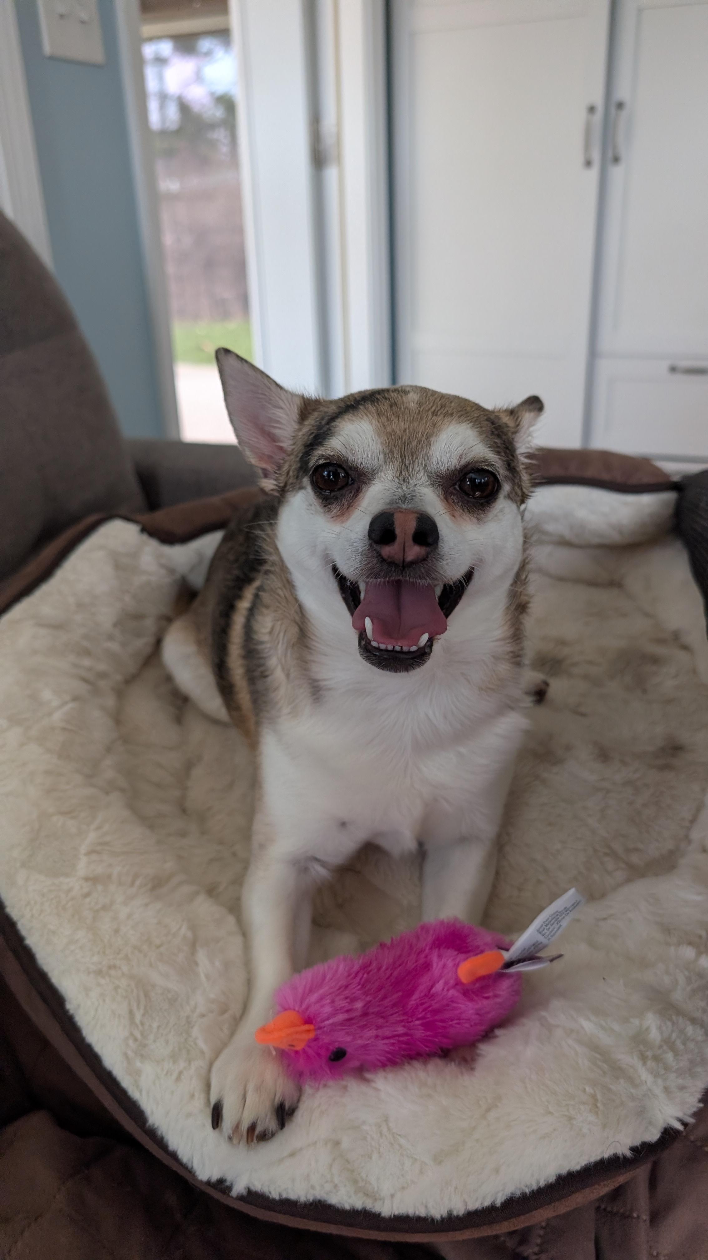 Enlarge Peppy , an adopted Chihuahua in Sturgis, MI image 3/6