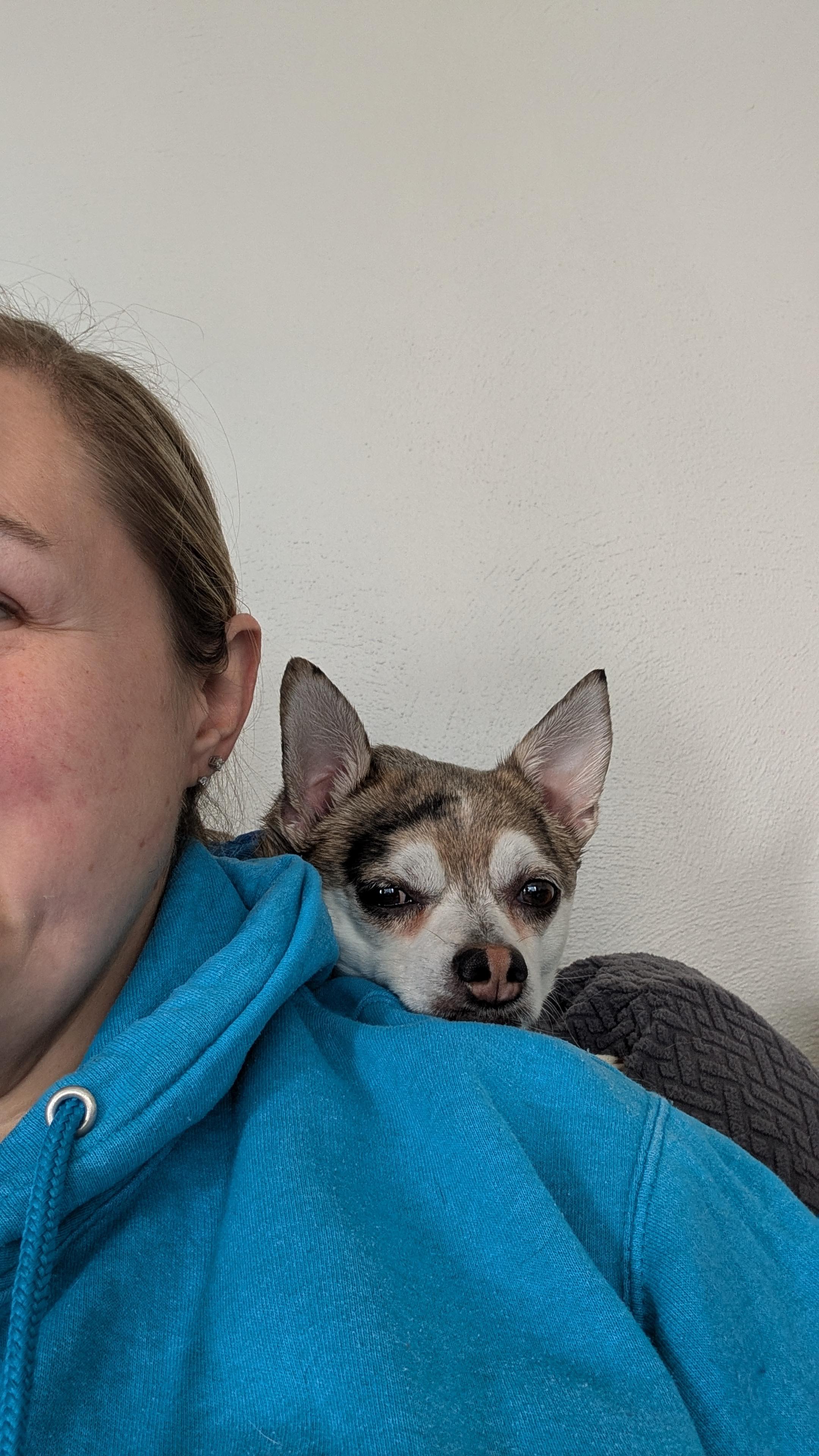 Enlarge Peppy , an adopted Chihuahua in Sturgis, MI image 2/6