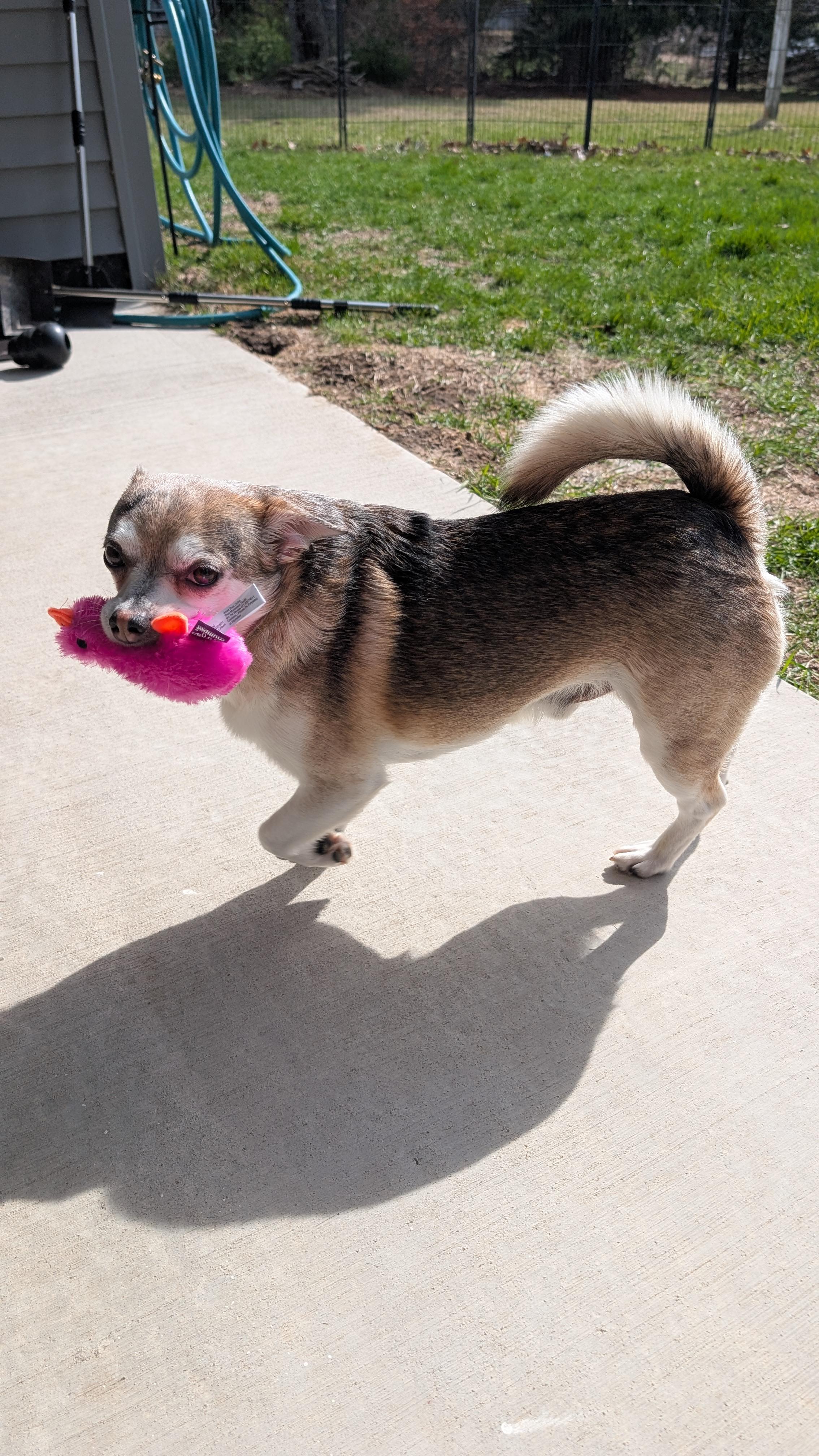 Enlarge Peppy , an adopted Chihuahua in Sturgis, MI image 4/6