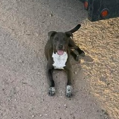 Enlarge CHANCE, a Adoptable mixed breed in Billings, MT image 5/5