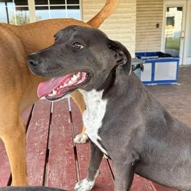 Enlarge CHANCE, a Adoptable mixed breed in Billings, MT image 4/5