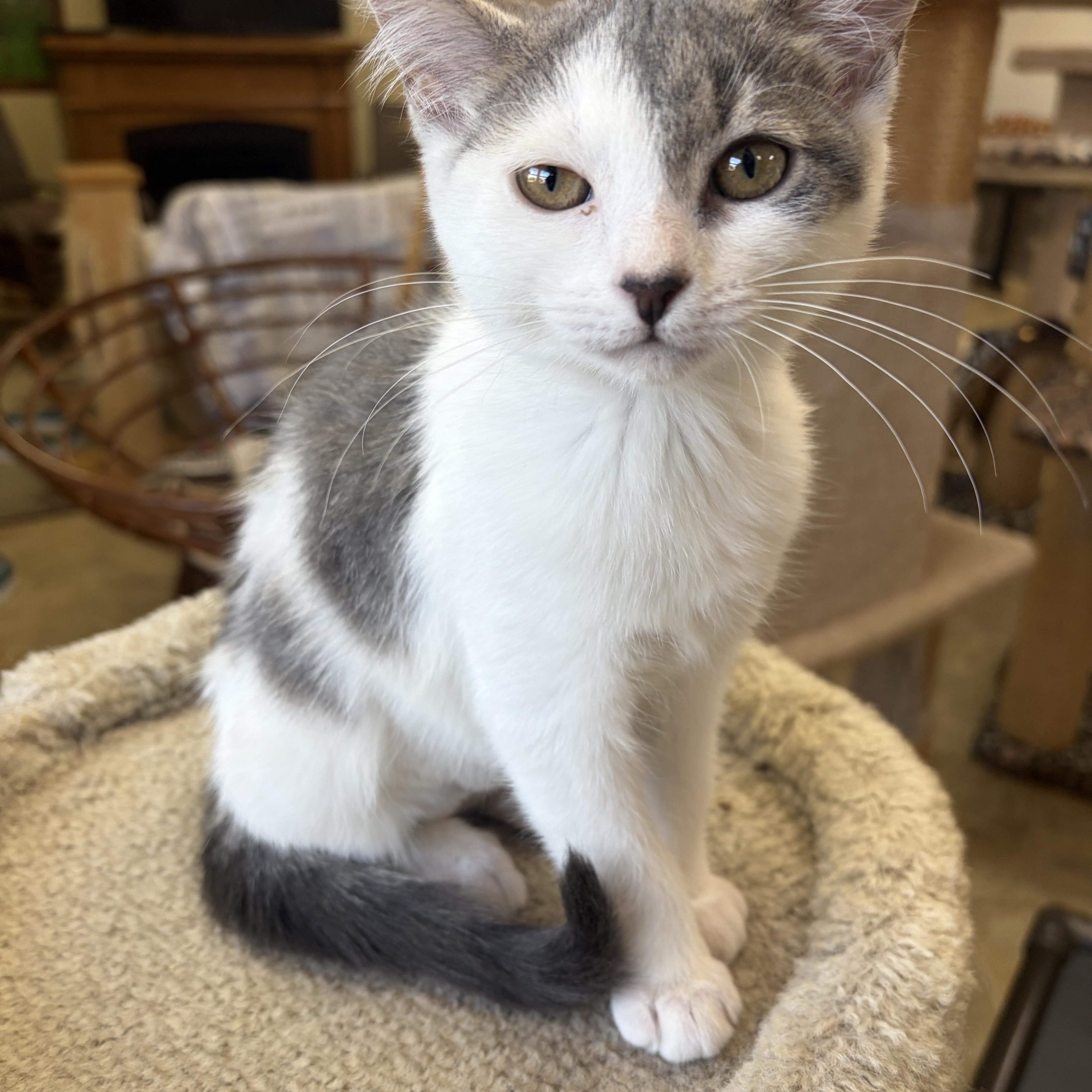 Enlarge Cha-Cha, a Adopted Domestic Short Hair in Neillsville, WI image 3/6