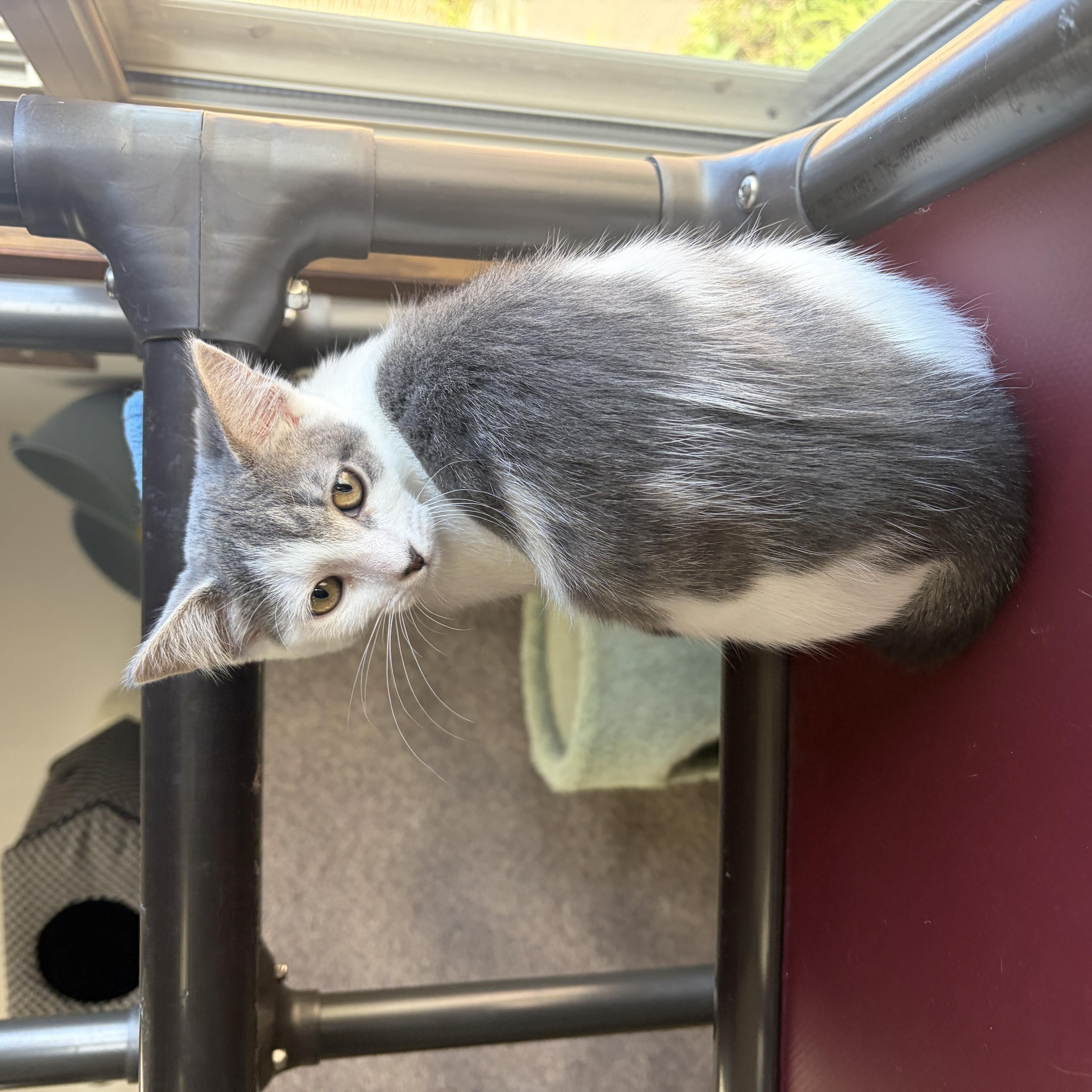 Enlarge Cha-Cha, a Adopted Domestic Short Hair in Neillsville, WI image 6/6