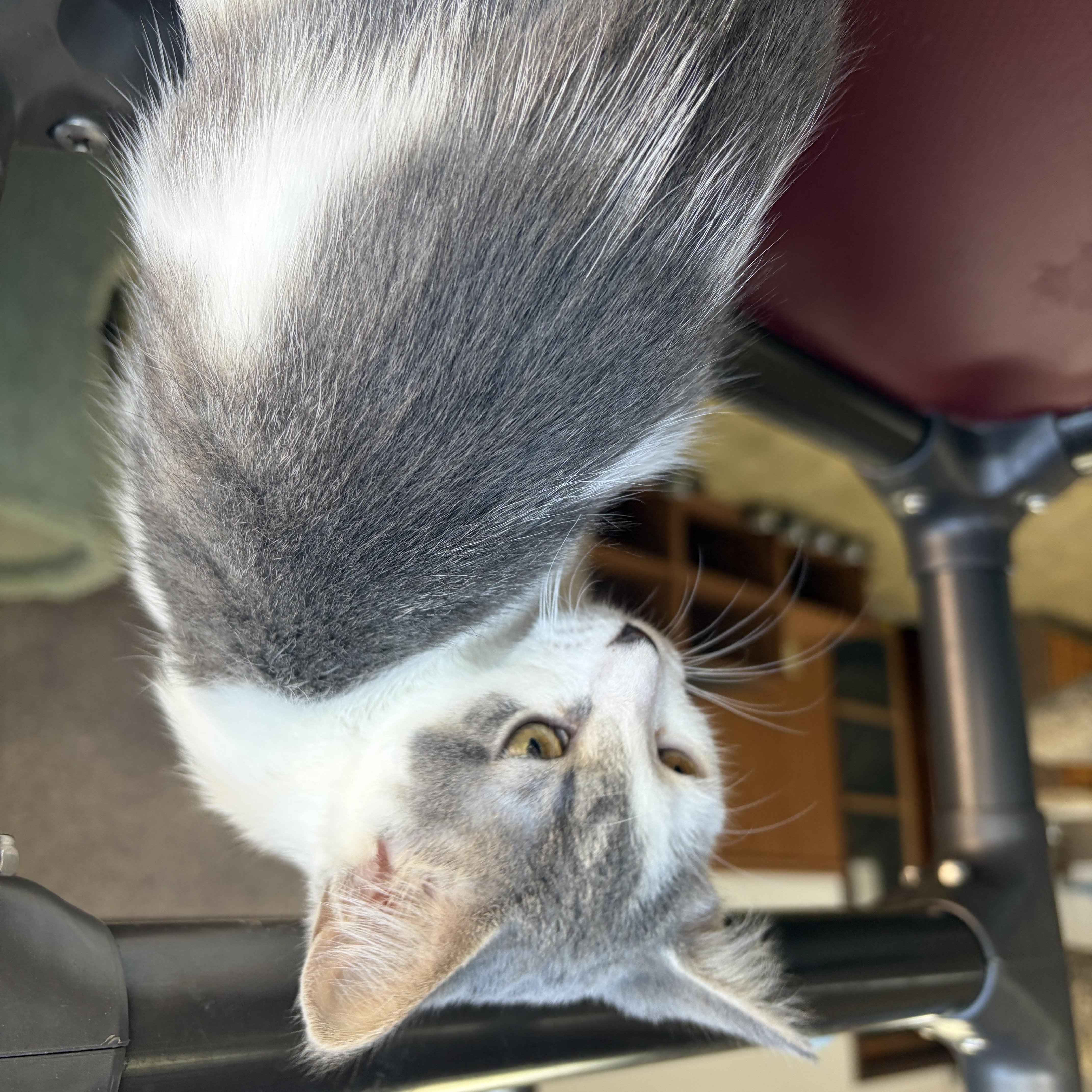 Enlarge Cha-Cha, a Adopted Domestic Short Hair in Neillsville, WI image 5/6