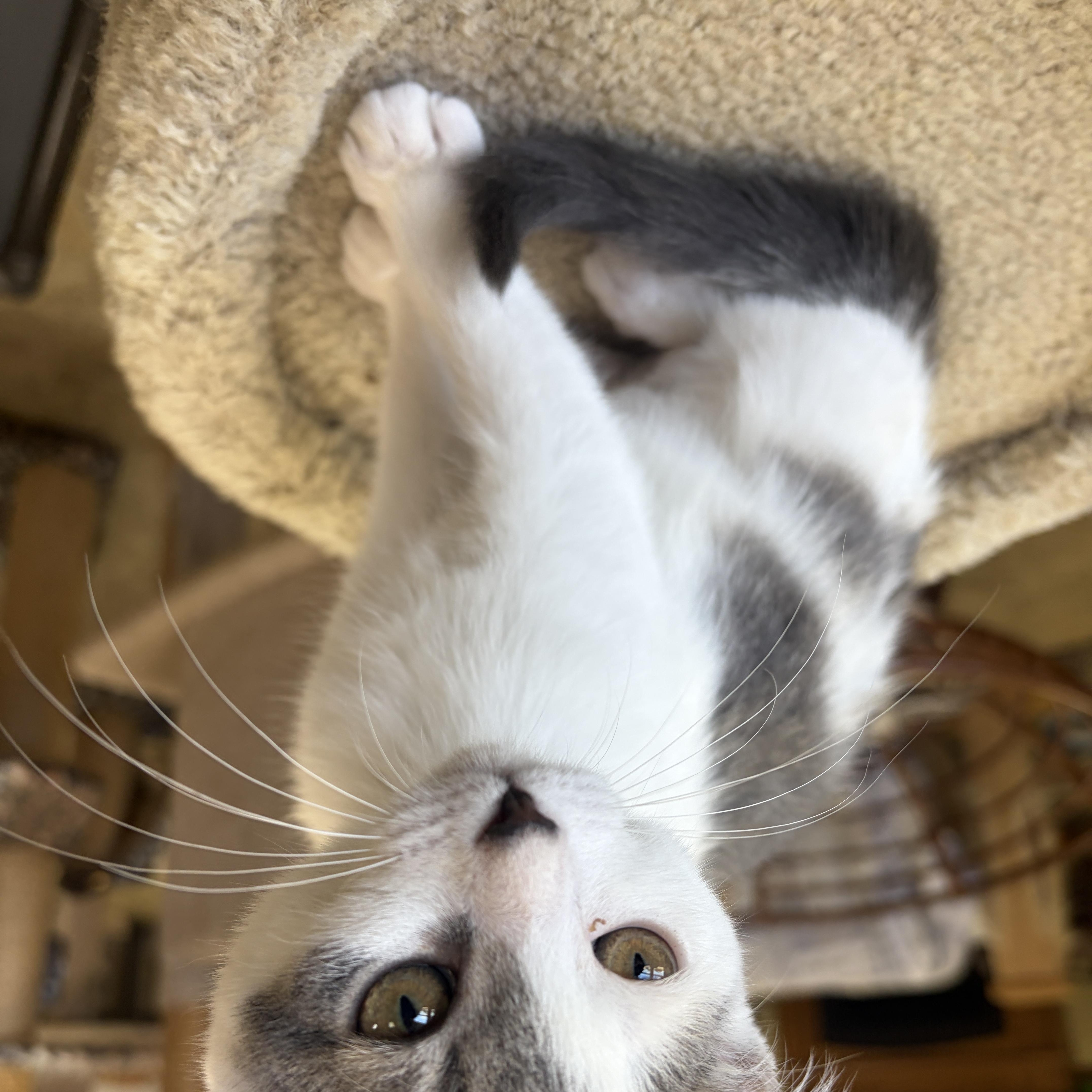 Enlarge Cha-Cha, a Adopted Domestic Short Hair in Neillsville, WI image 2/6