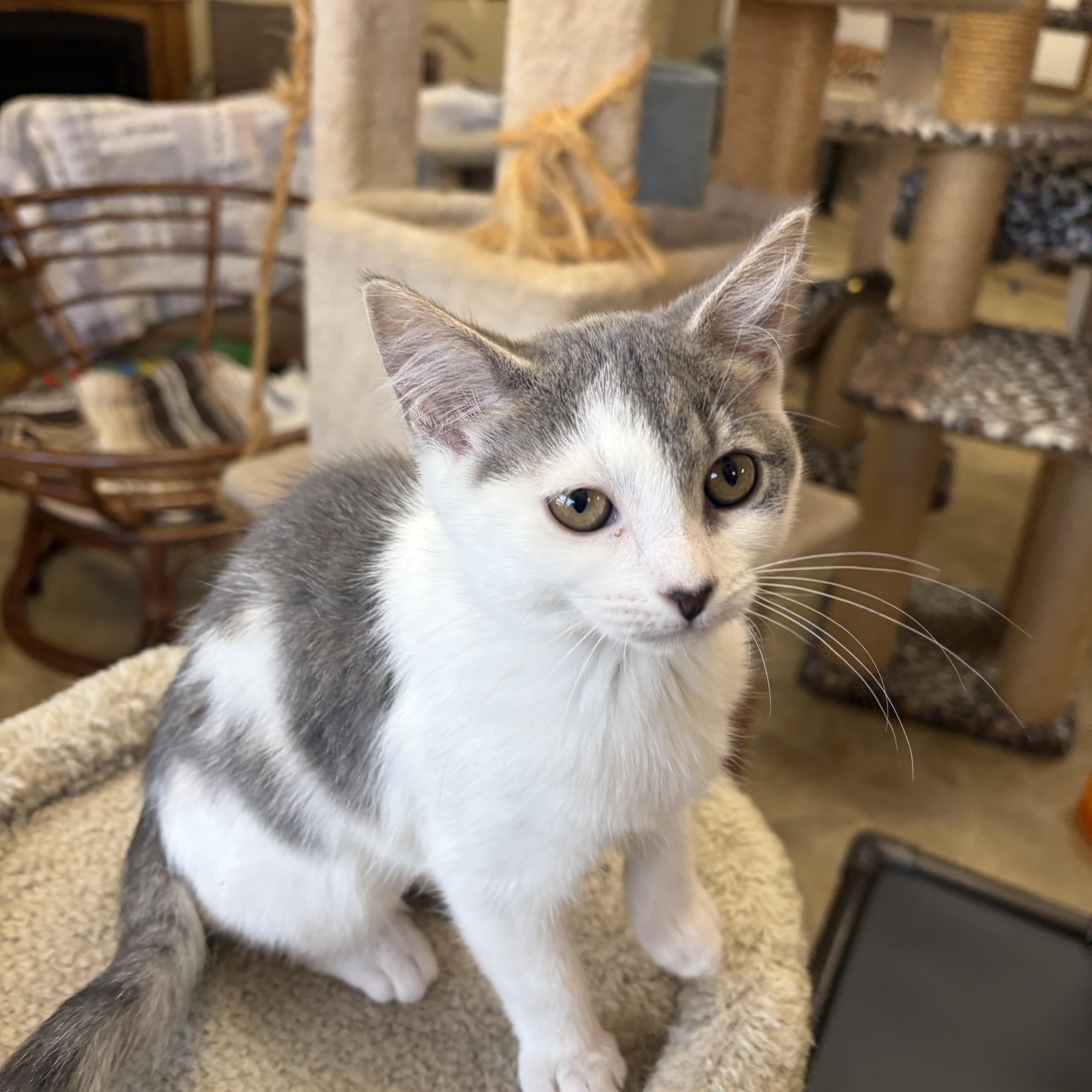 Enlarge Cha-Cha, a Adopted Domestic Short Hair in Neillsville, WI image 4/6