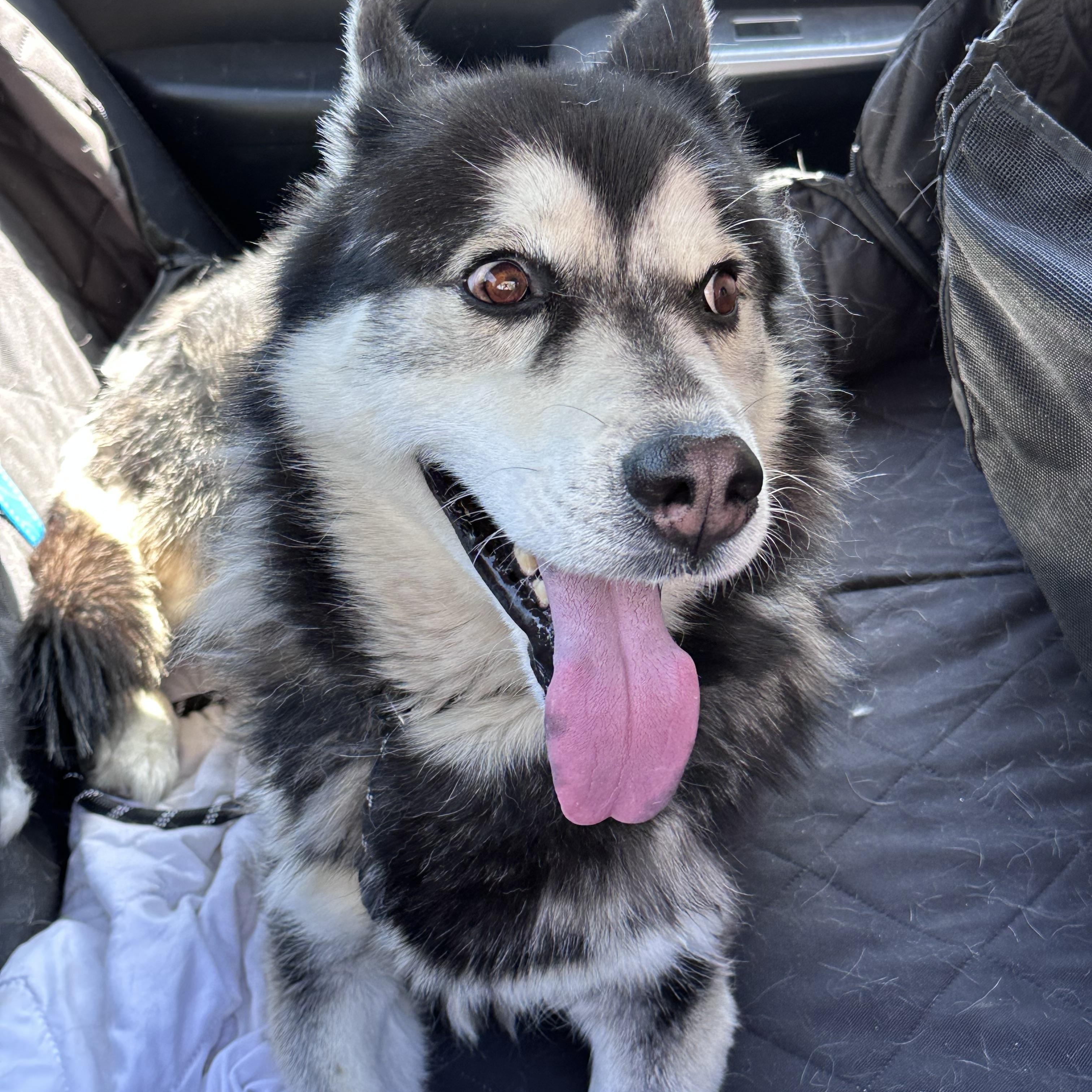Titan, a ADOPTABLE Husky in Hesperia, CA image 2/2