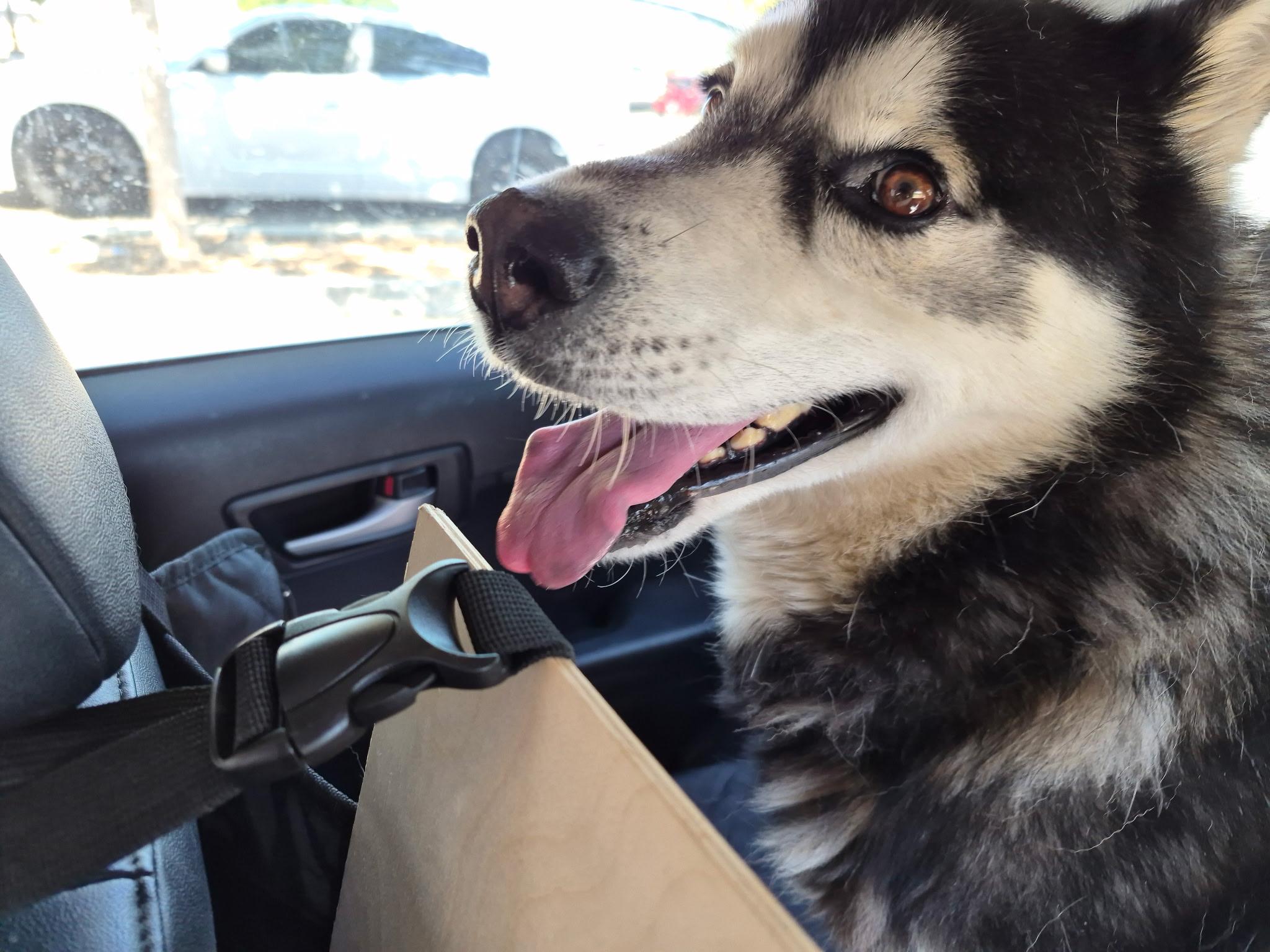 Titan, ADOPTABLE, Young Male Husky.
