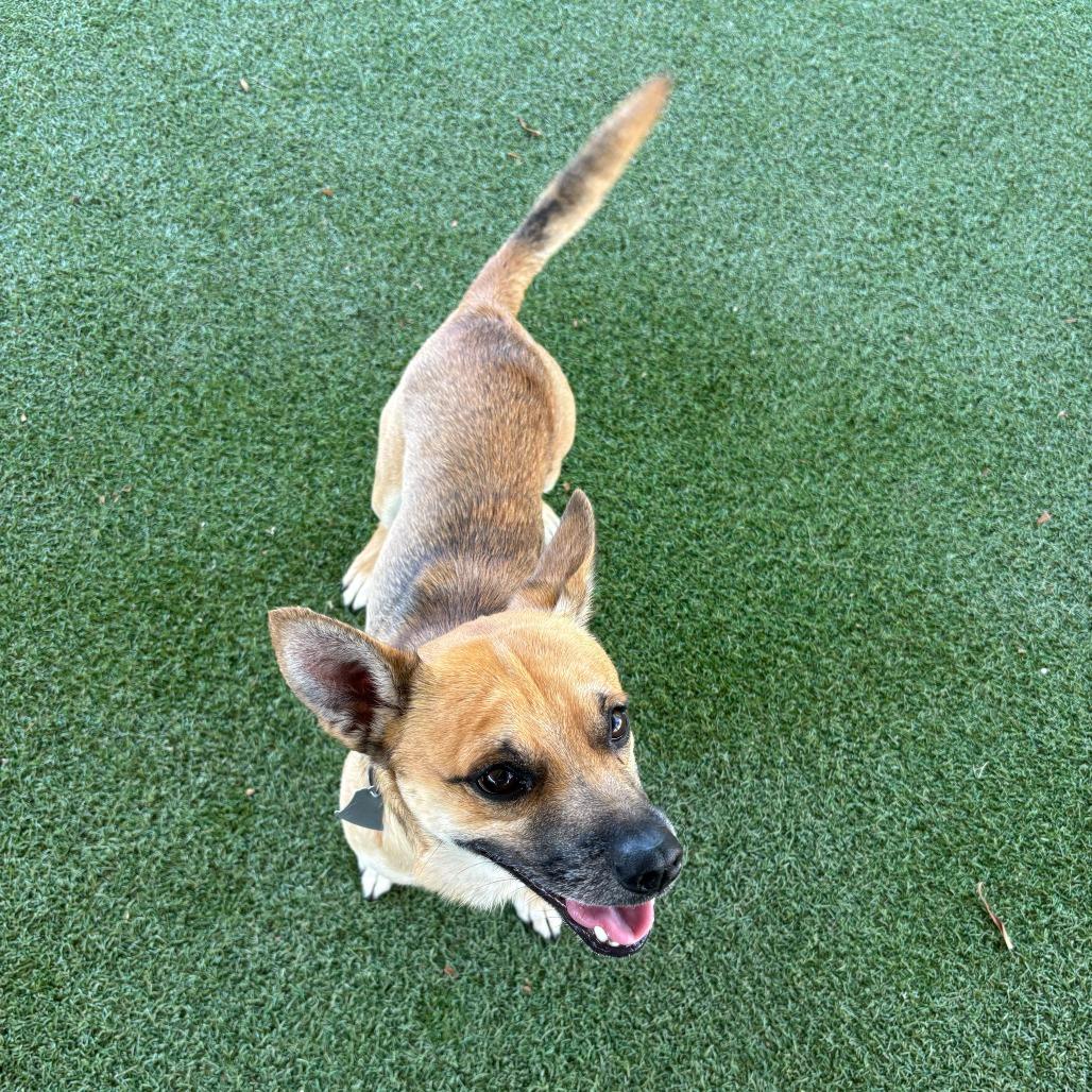 Pico, Adoptable, Adult Male Chihuahua & Mixed Breed.