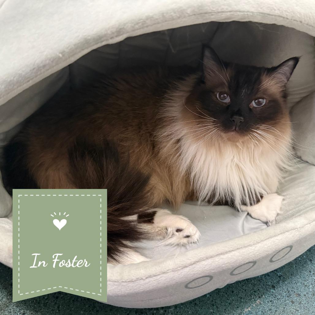 Revan, Adoptable, Adult Male Ragdoll.