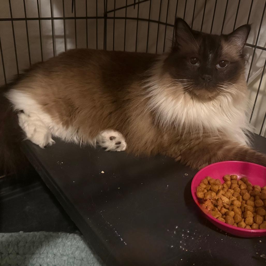 Revan, a Adoptable Ragdoll in Chico, CA image 2/6