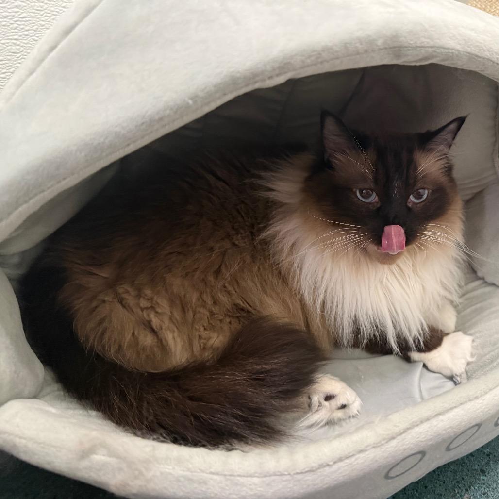 Revan, a Adoptable Ragdoll in Chico, CA image 3/6