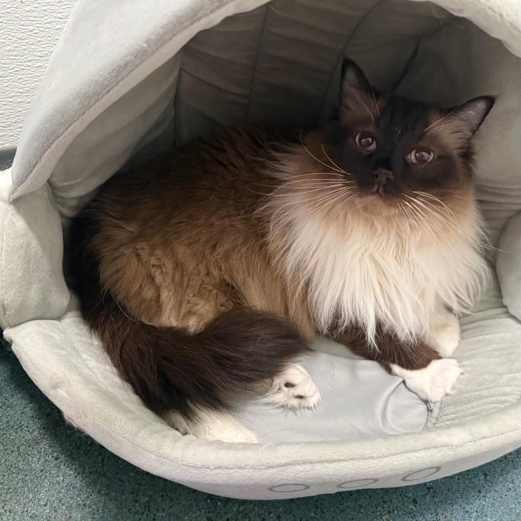 Revan, a Adoptable Ragdoll in Chico, CA image 4/6