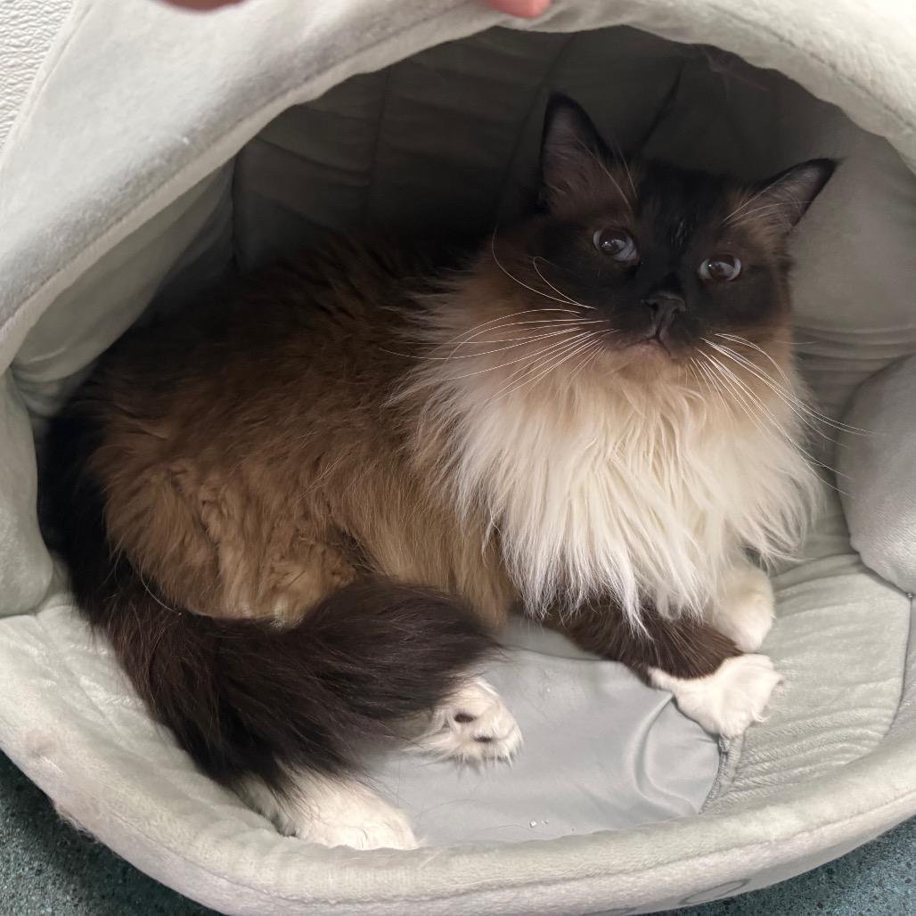 Revan, a Adoptable Ragdoll in Chico, CA image 5/6