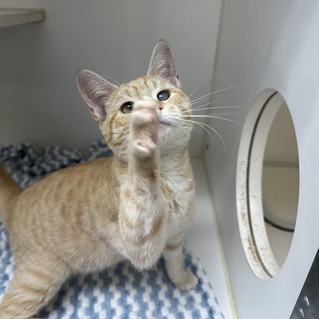 Enlarge Pecan, a Adoptable Domestic Short Hair in Gadsden, AL image 1/4