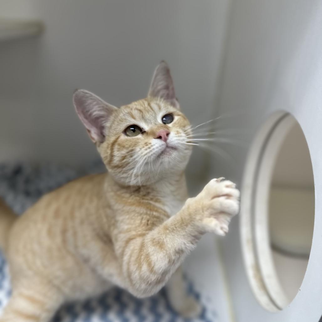 Enlarge Pecan, a Adoptable Domestic Short Hair in Gadsden, AL image 2/4