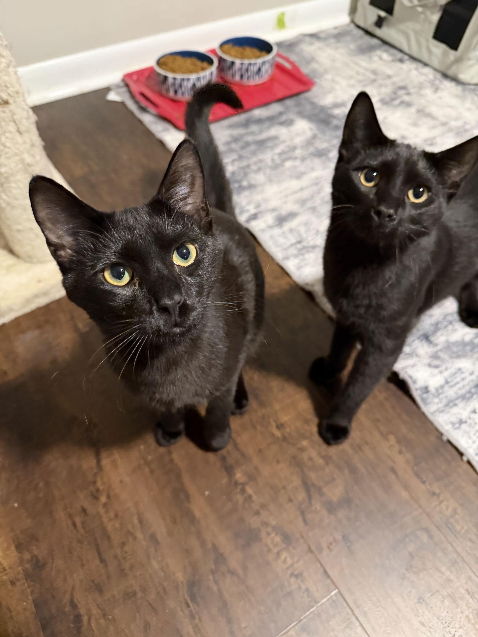 Midnight, Adoptable, Young Male Domestic Short Hair.