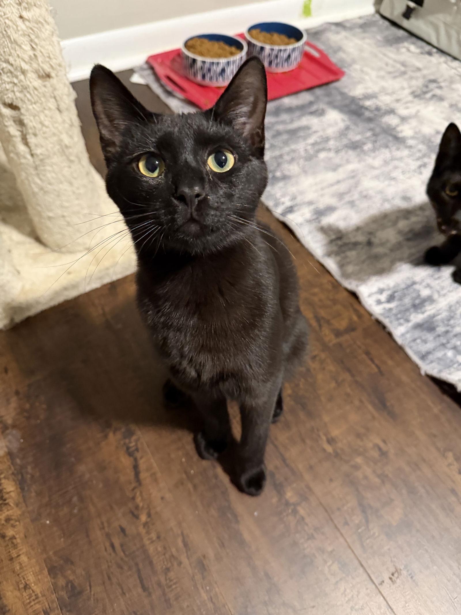 Midnight, a Adoptable Domestic Short Hair in Nashville, TN image 2/2