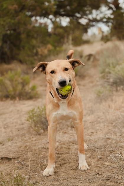 Kyle, ADOPTABLE, Adult Male Shepherd.