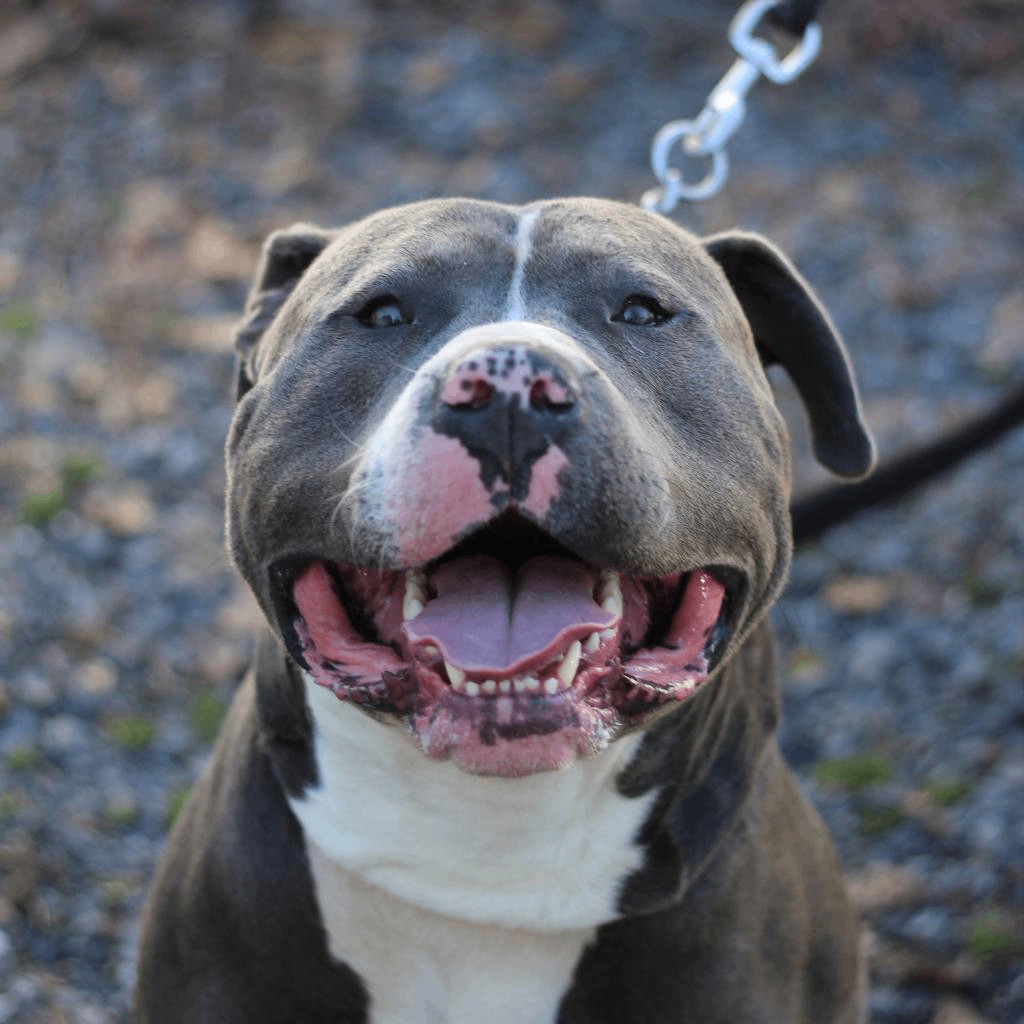 Dog for adoption Alaskan Bull Worm , a Pit Bull Terrier & American