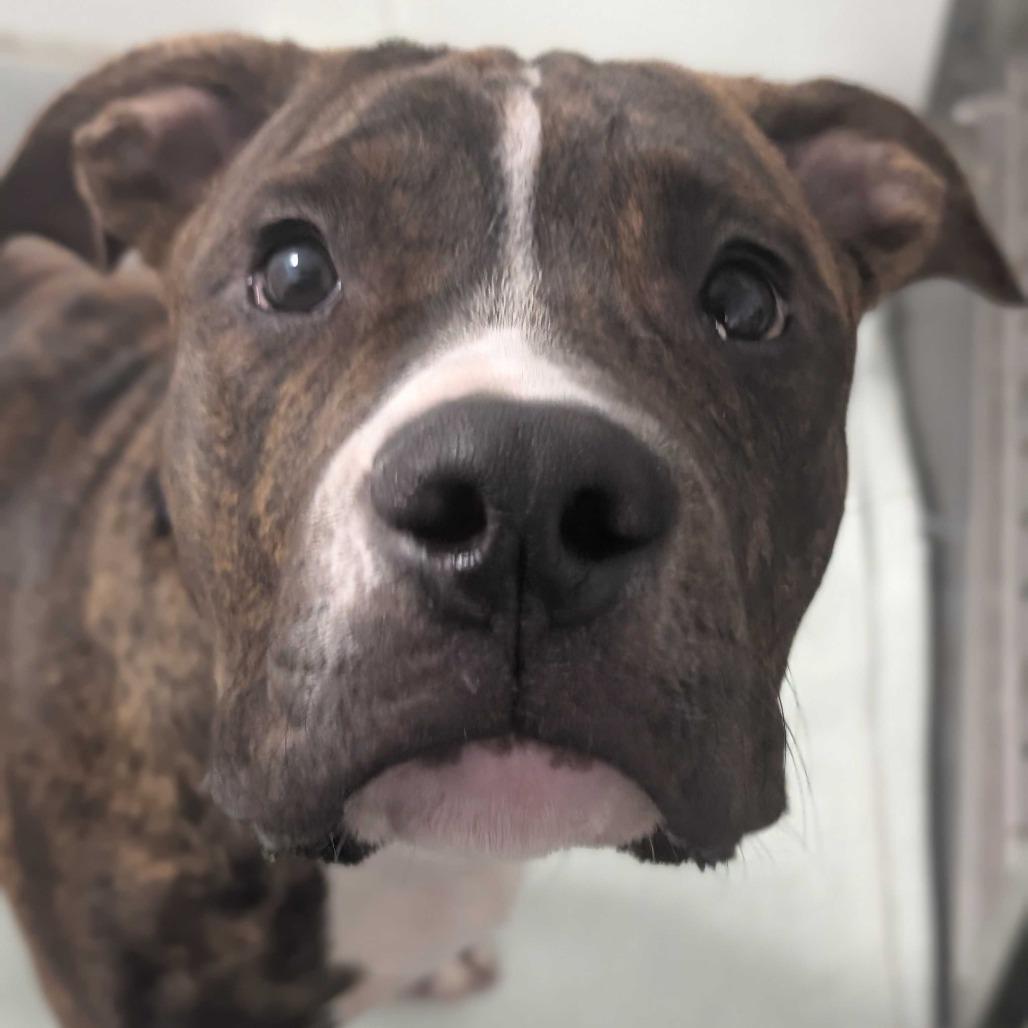 Rune, Adoptable, Young Male Mixed Breed.